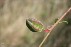 Abelmoschus ficulneus